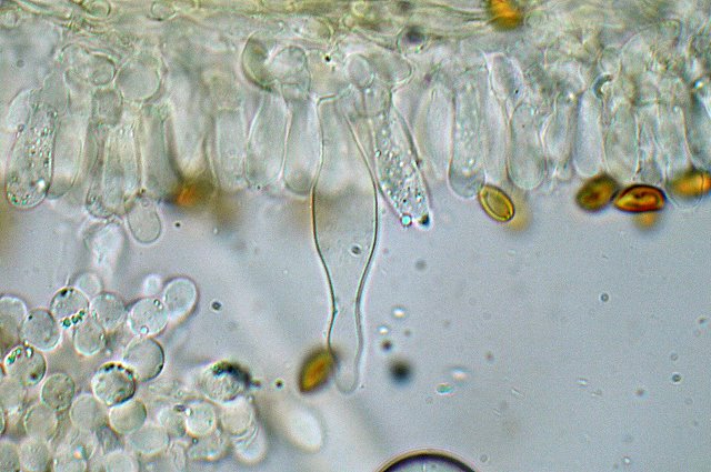 Galerina spec. Cod.: DSCN 9473